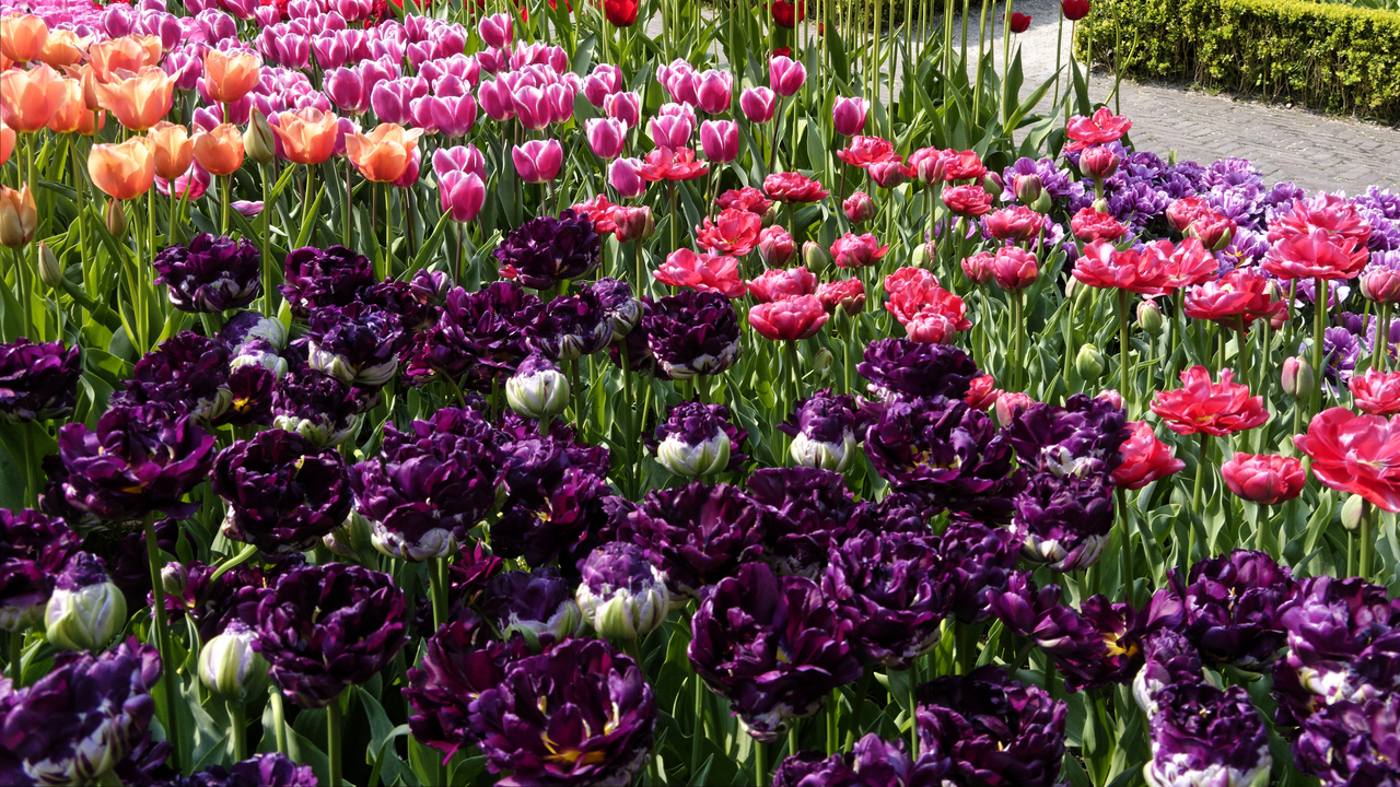 20140423 114634 Keukenhof Gardens, Lisse, South Holland, Netherlands